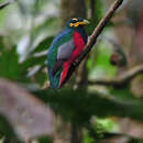 Image of Bare-cheeked Trogon