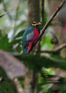 Image of Bare-cheeked Trogon