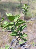 Image of Capparis canescens Banks ex DC.