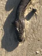 Image of Yellow-bellied sea snake