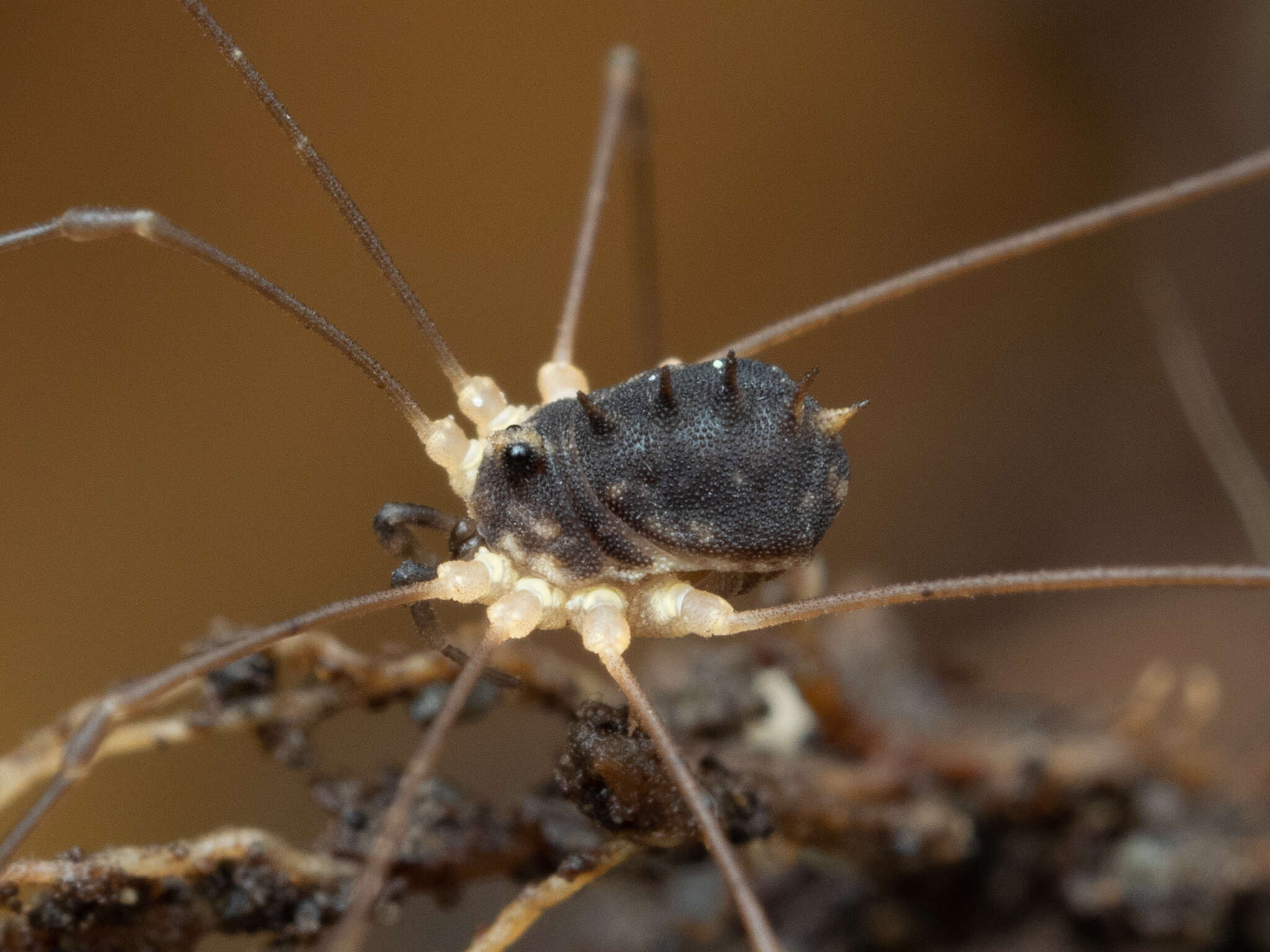 Image of <i>Systenocentrus japonicus</i>