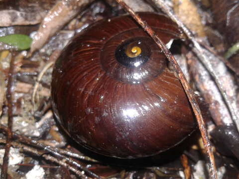 Image of Powelliphanta superba (Powell 1930)