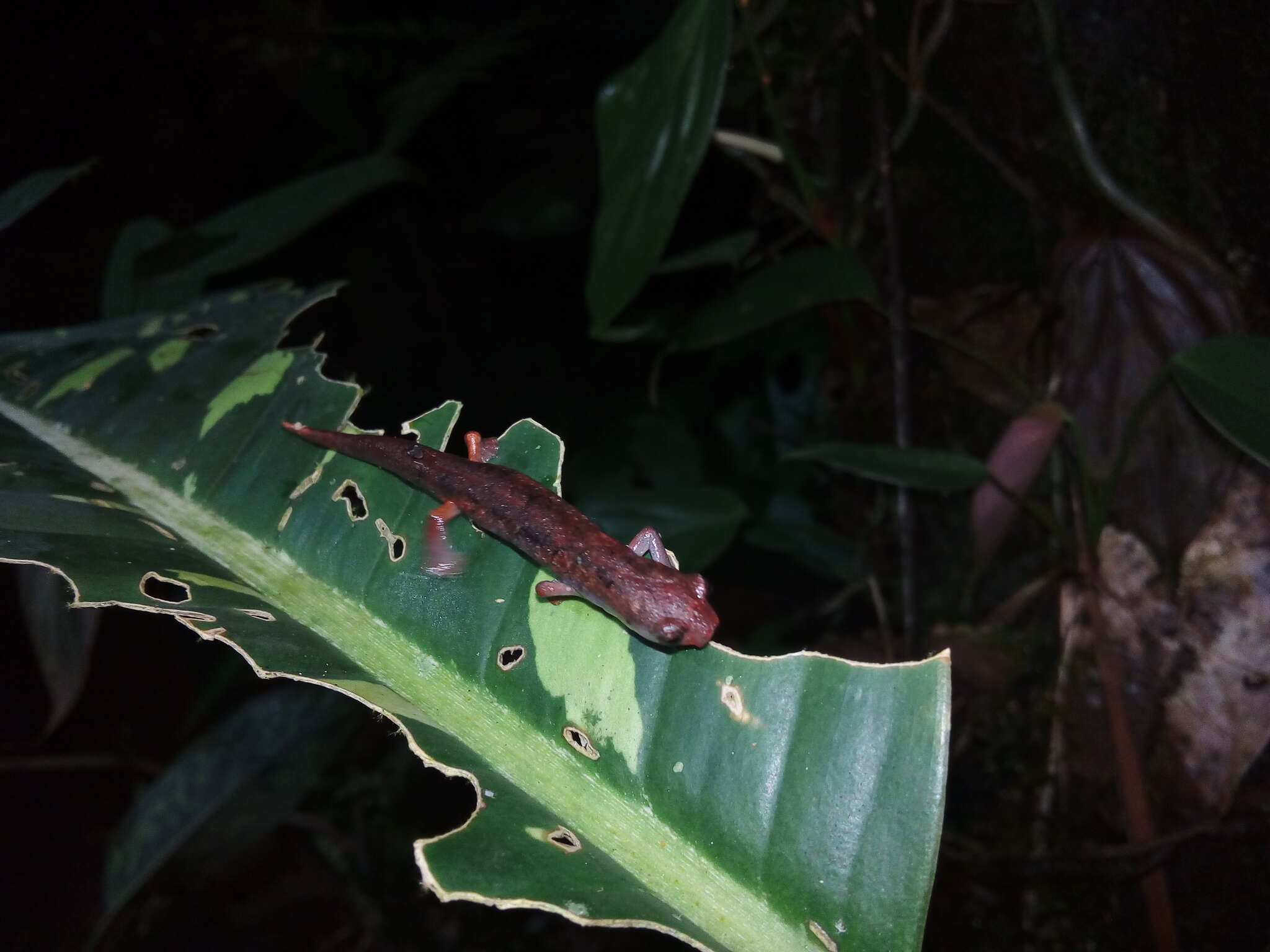 Image of Ramos' Mushroomtongue Salamander