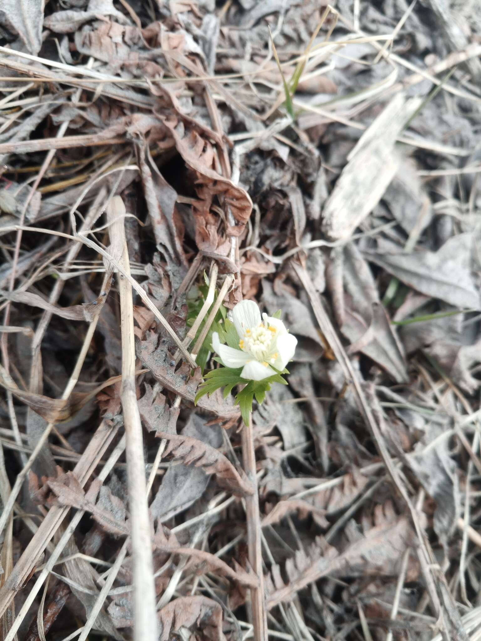 Sivun Eranthis tanhoensis kuva