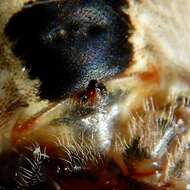 Image de Araneus gemma (McCook 1888)