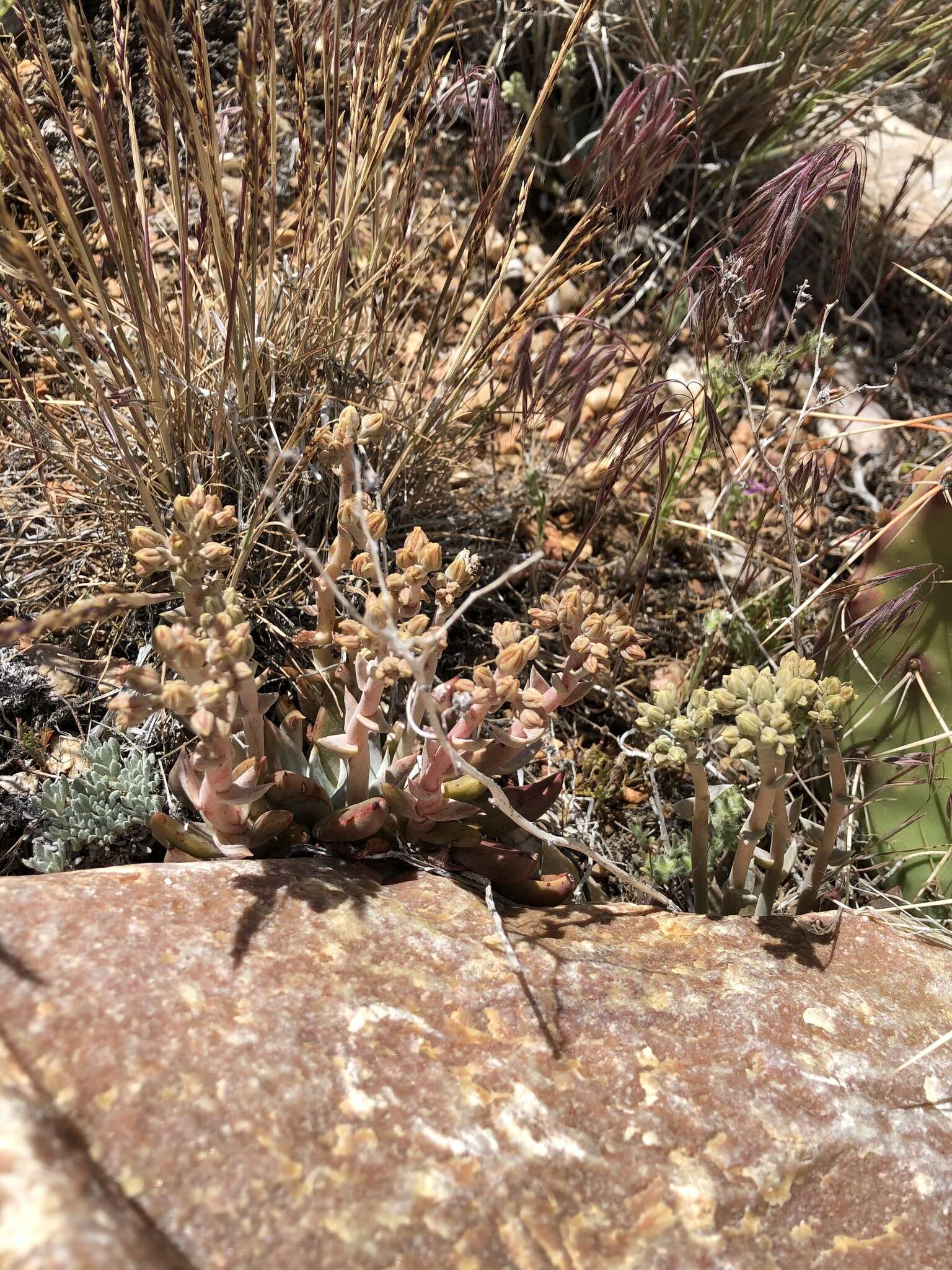 Image of San Bernardino Mountains liveforever