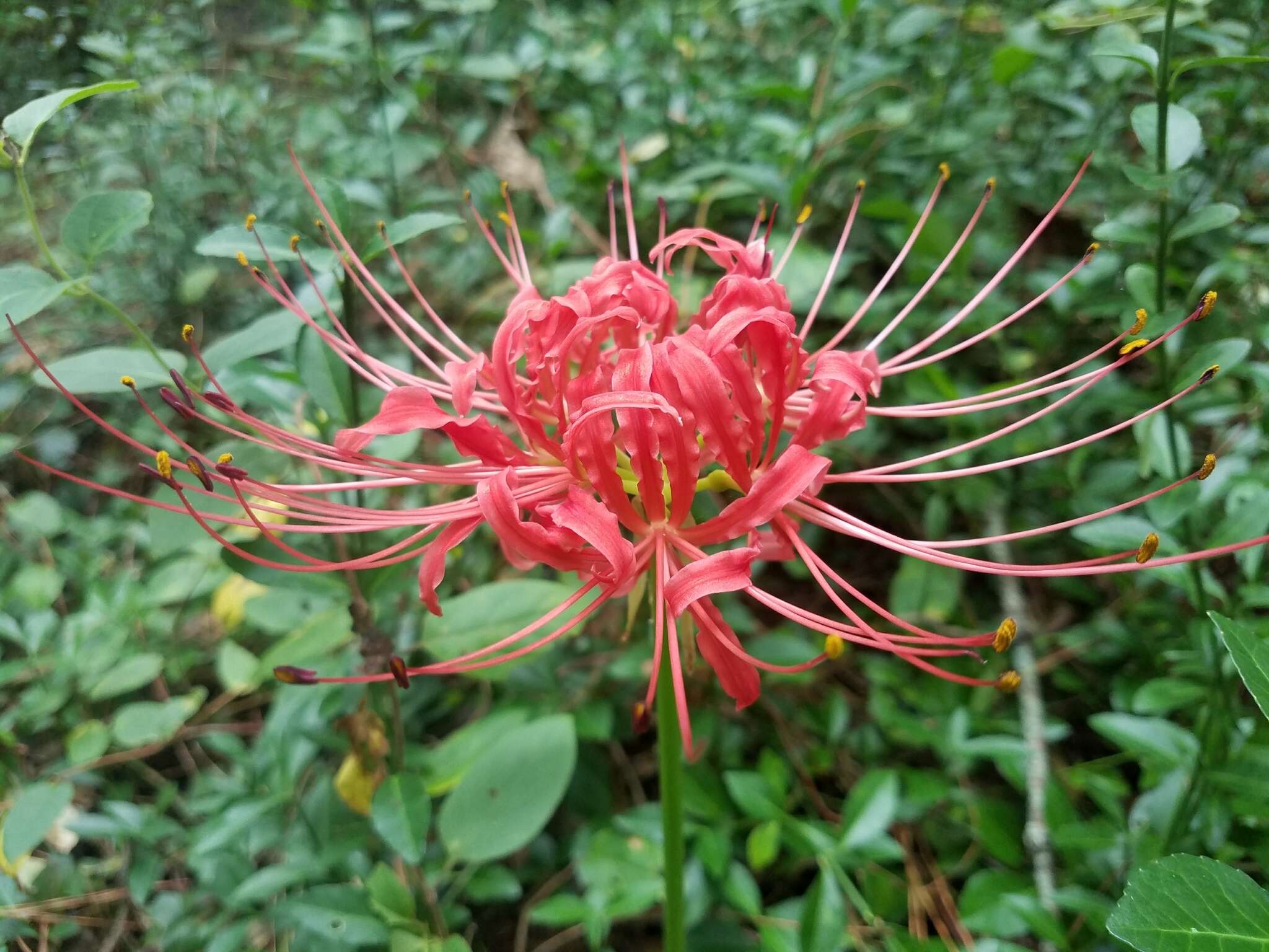 Image of lycoris