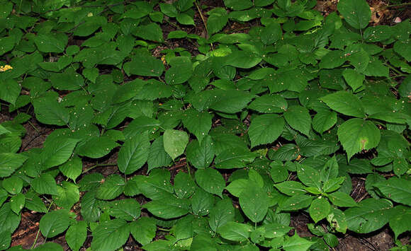 Imagem de Rubus hirtus Waldst. & Kit.