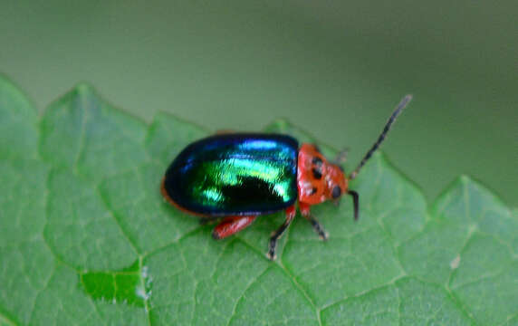 Image of flea beetle