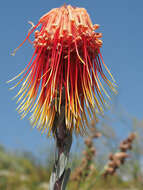 Sivun Leucospermum reflexum Buek ex Meissn. kuva