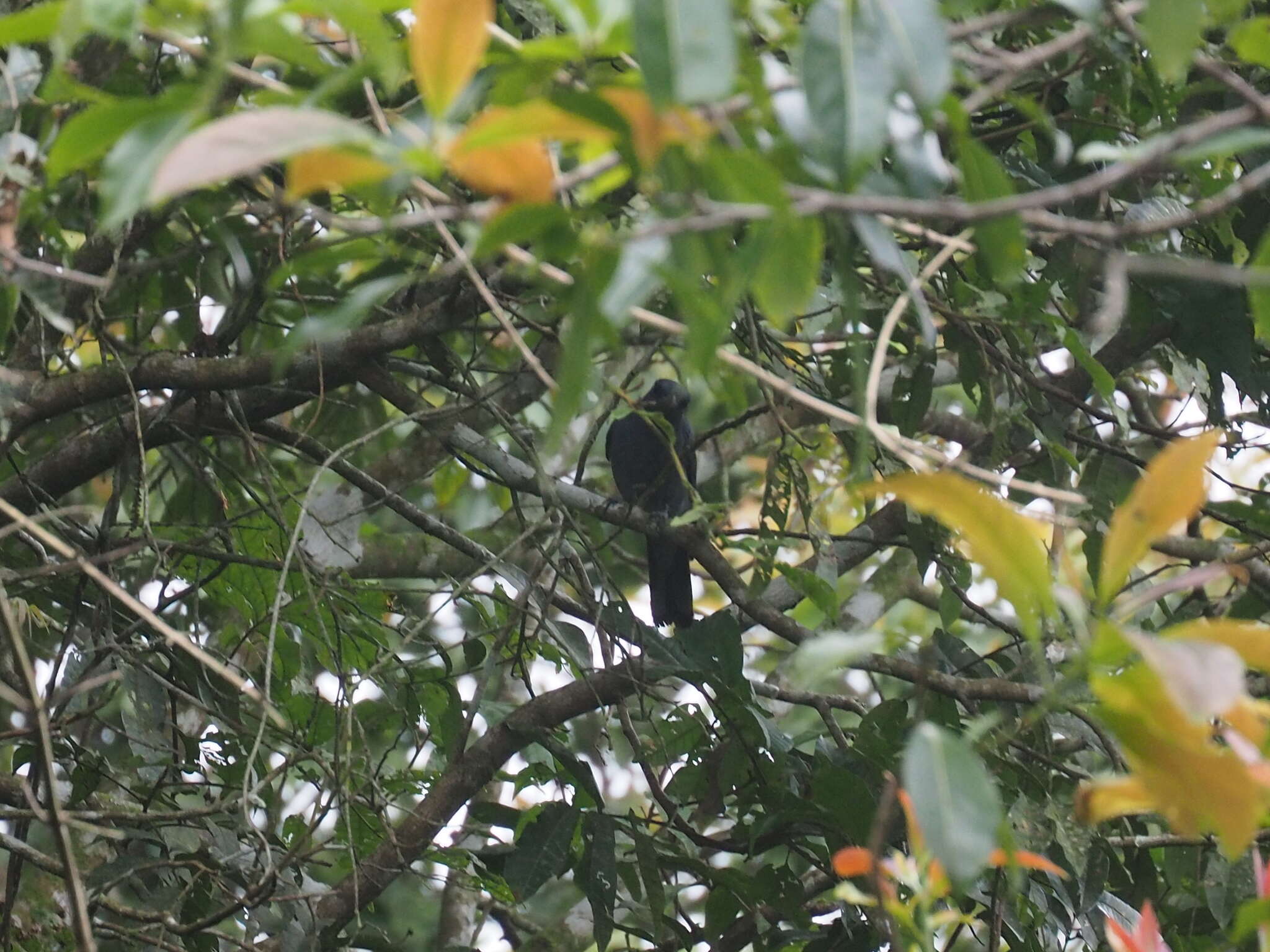 Coracina larvata (Müller & S 1843) resmi