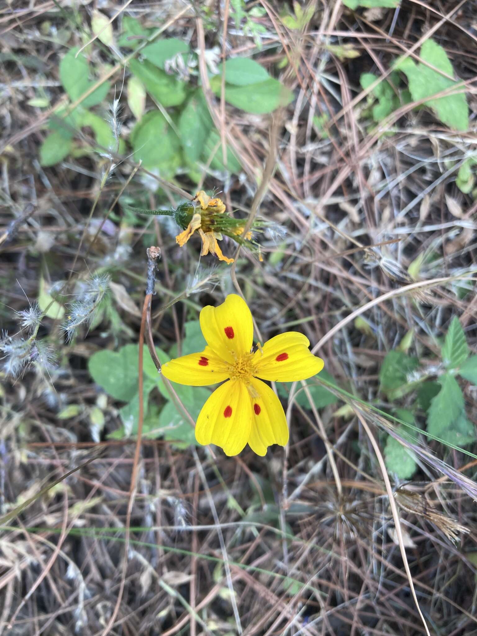 Imagem de Bidens ocellatus (Greenm.) T. E. Melchert