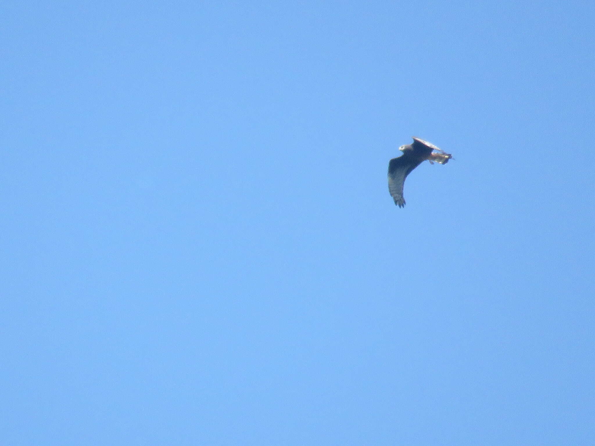 Image of Long-winged Harrier