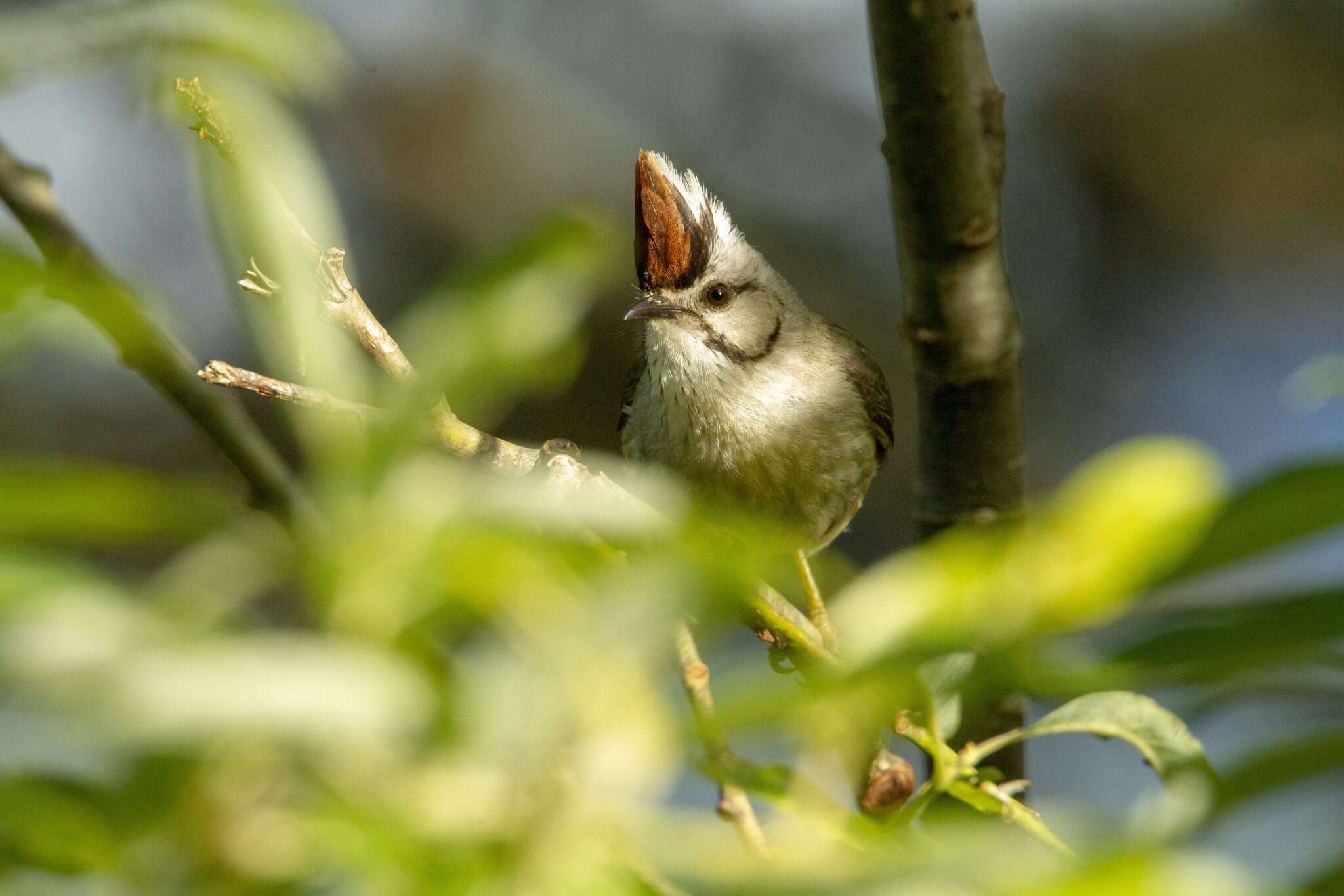 Image of Formosan Yuhina