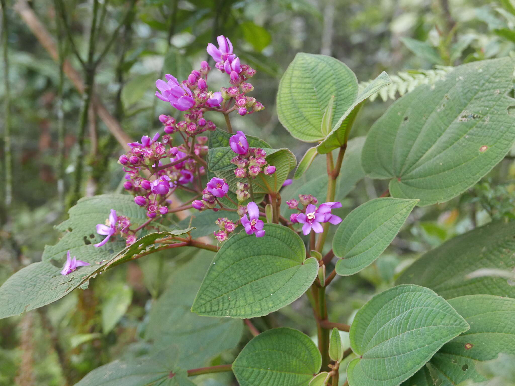 Image of Dichaetanthera cordifolia Baker