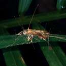 Image of Ophiocordyceps buquetii (Mont. & C. P. Robin) Spatafora, Kepler & Quandt 2015