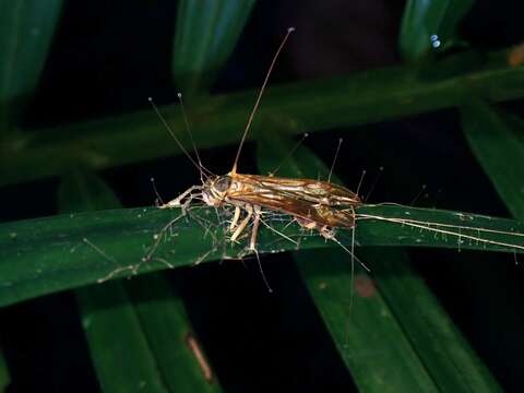 Plancia ëd Ophiocordyceps buquetii (Mont. & C. P. Robin) Spatafora, Kepler & Quandt 2015