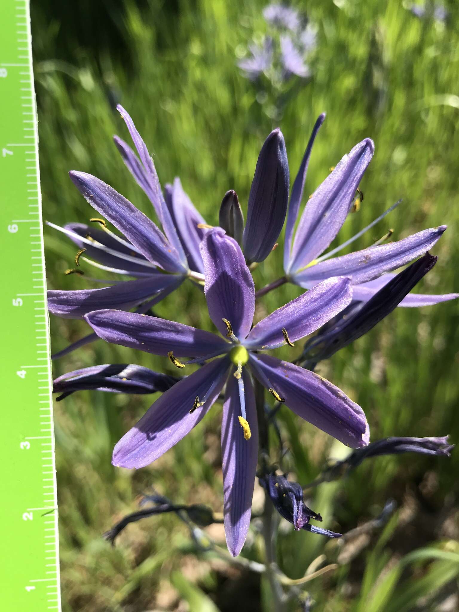 Imagem de Camassia leichtlinii subsp. suksdorfii (Greenm.) Gould