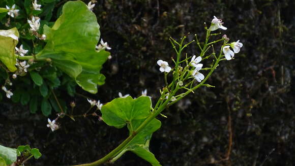 Imagem de Cardamine asarifolia L.