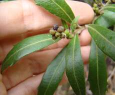 Image of Lance-leaved waxberry