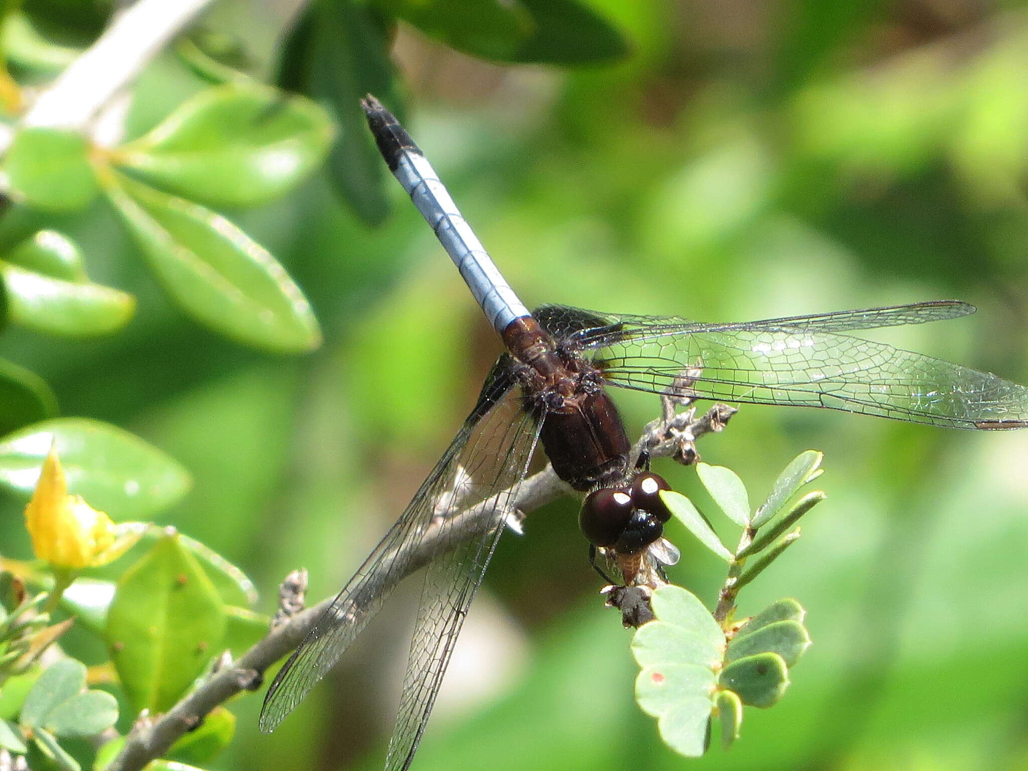 Image of Erythrodiplax justiniana (Selys ex Sagra 1857)