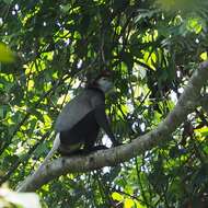 Image of Black-shanked Douc Langur