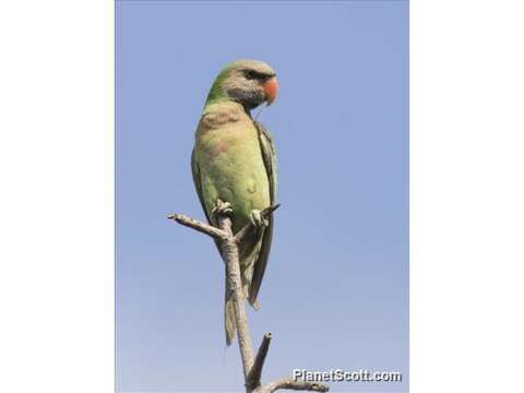 Image of Moustached Parakeet