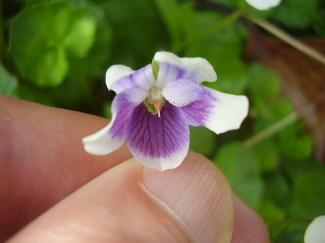 Image of Viola banksii K. R. Thiele & Prober