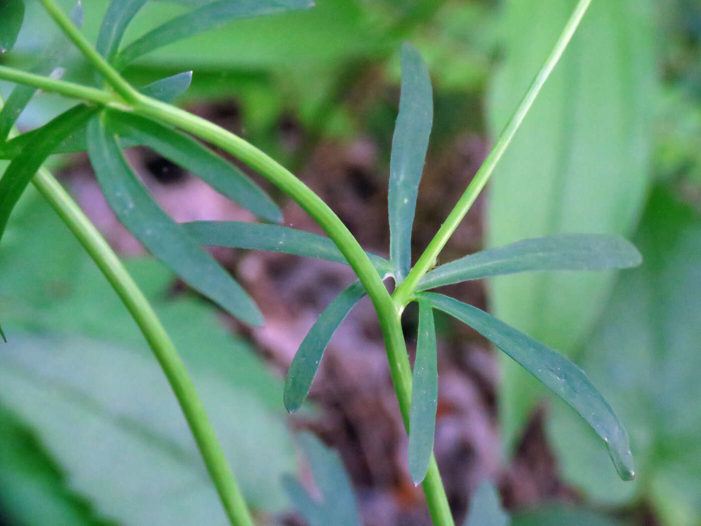 Image de Ranunculus allegheniensis Britton.