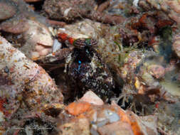 Image of pseudosquillid mantis shrimps