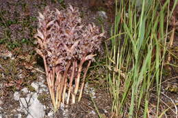 Image of Orobanche alba subsp. alba