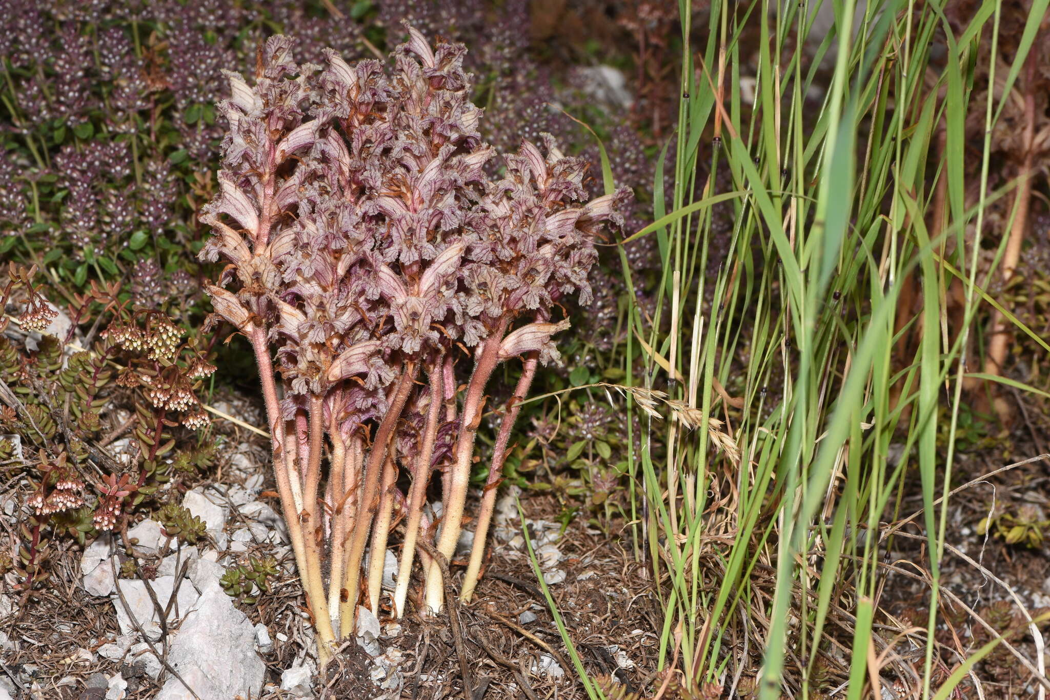 Image of Orobanche alba subsp. alba