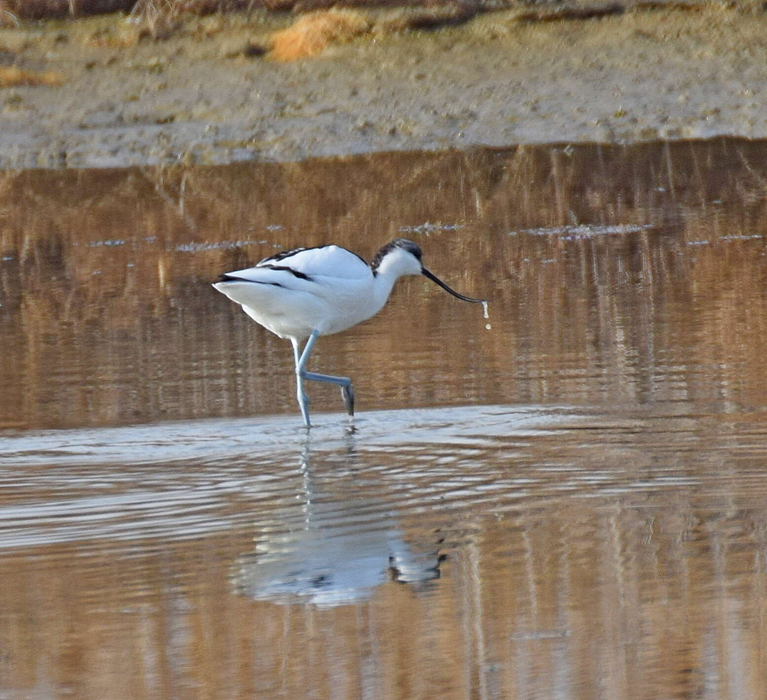 Image of avocet, pied avocet