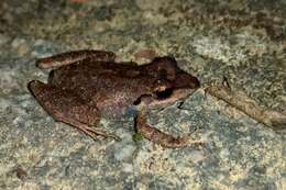 Image of Paraiba Robber Frog