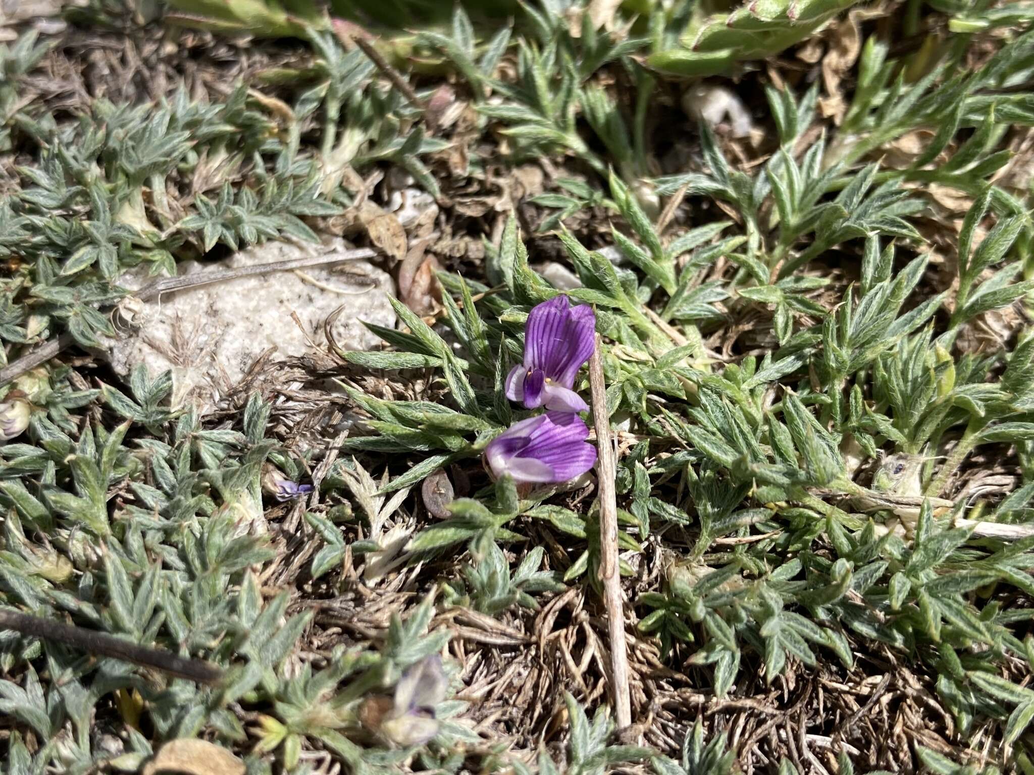 Image of spiny milkvetch