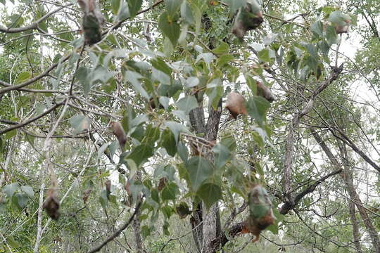 Imagem de Brachychiton populneus subsp. trilobus G. P. Guymer