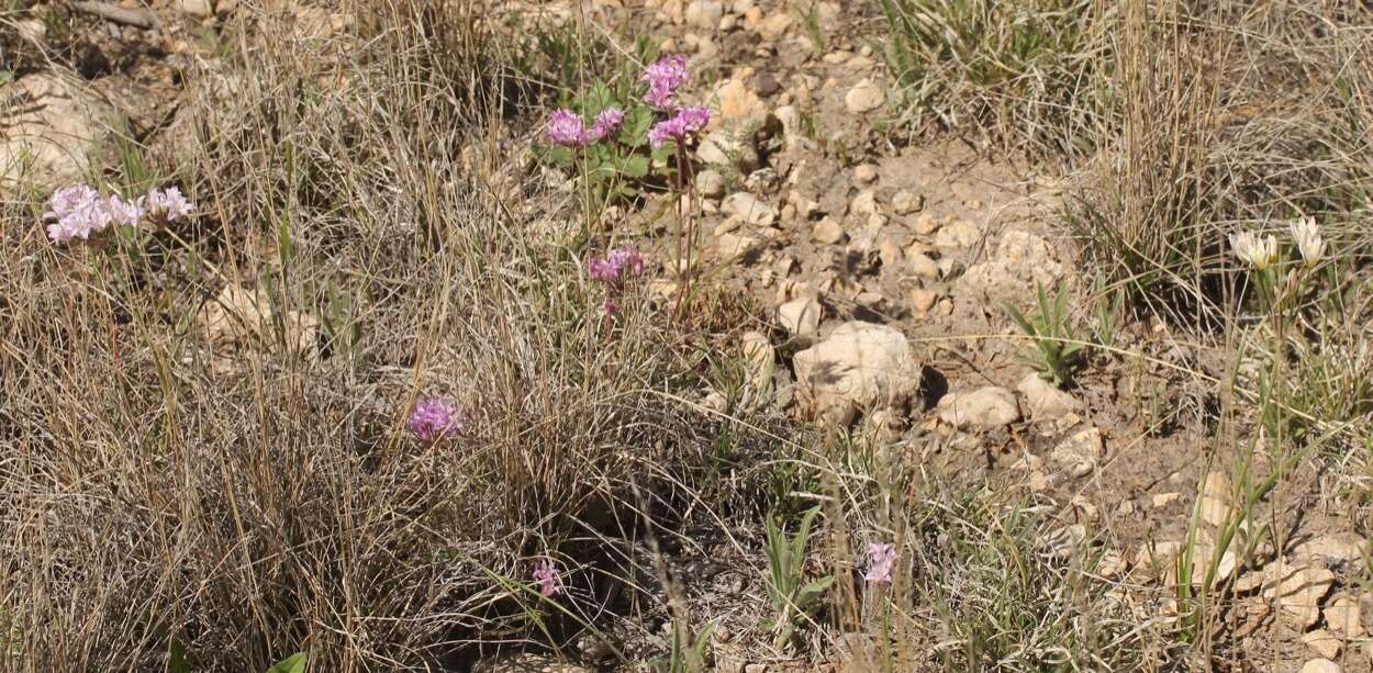 Image of plains onion