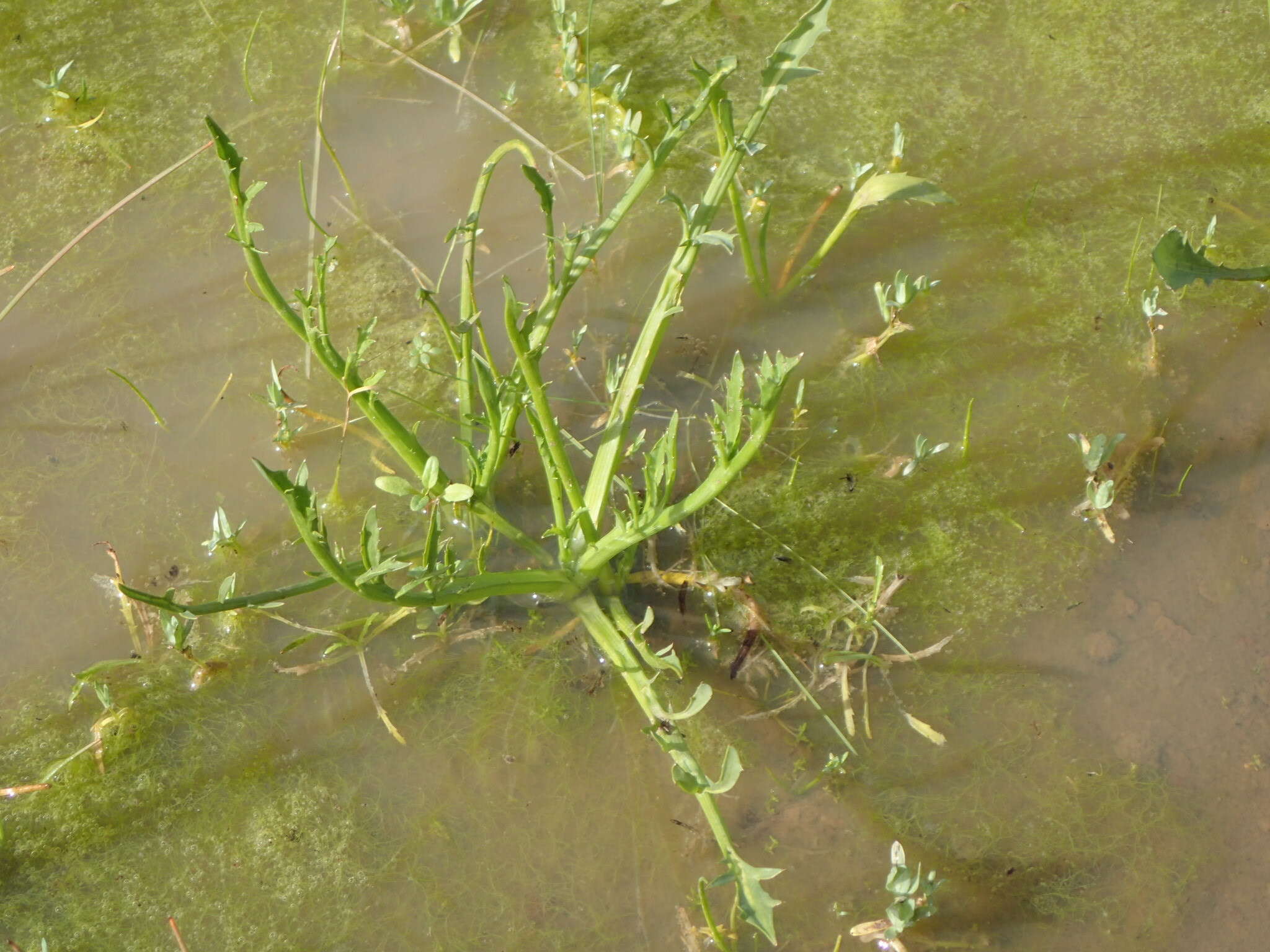 Image de Eryngium aristulatum Jepson