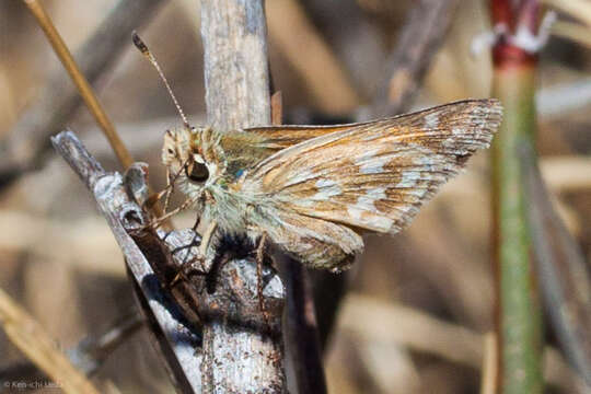 Слика од Hesperia lindseyi (W. Holland 1930)