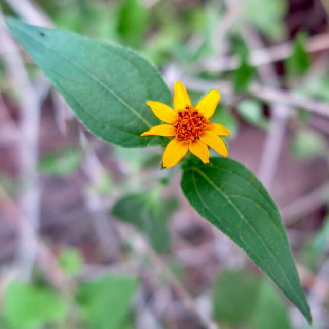 Image de Aspilia mossambicensis (Oliv.) Wild