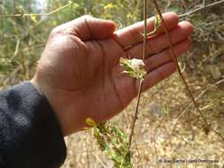 Tetramerium glandulosum Oerst. resmi