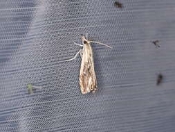 Image of Catoptria verellus Zincken 1917