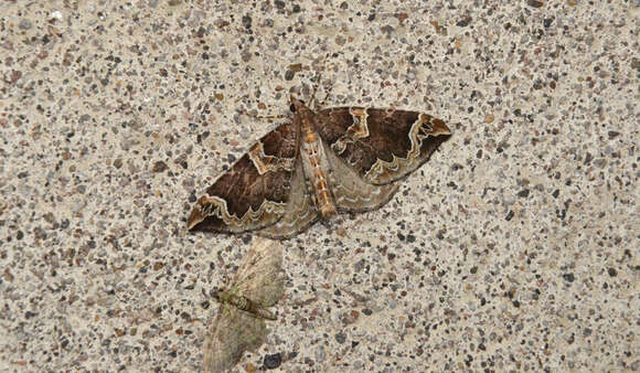 Image of Northwestern Phoenix Moth