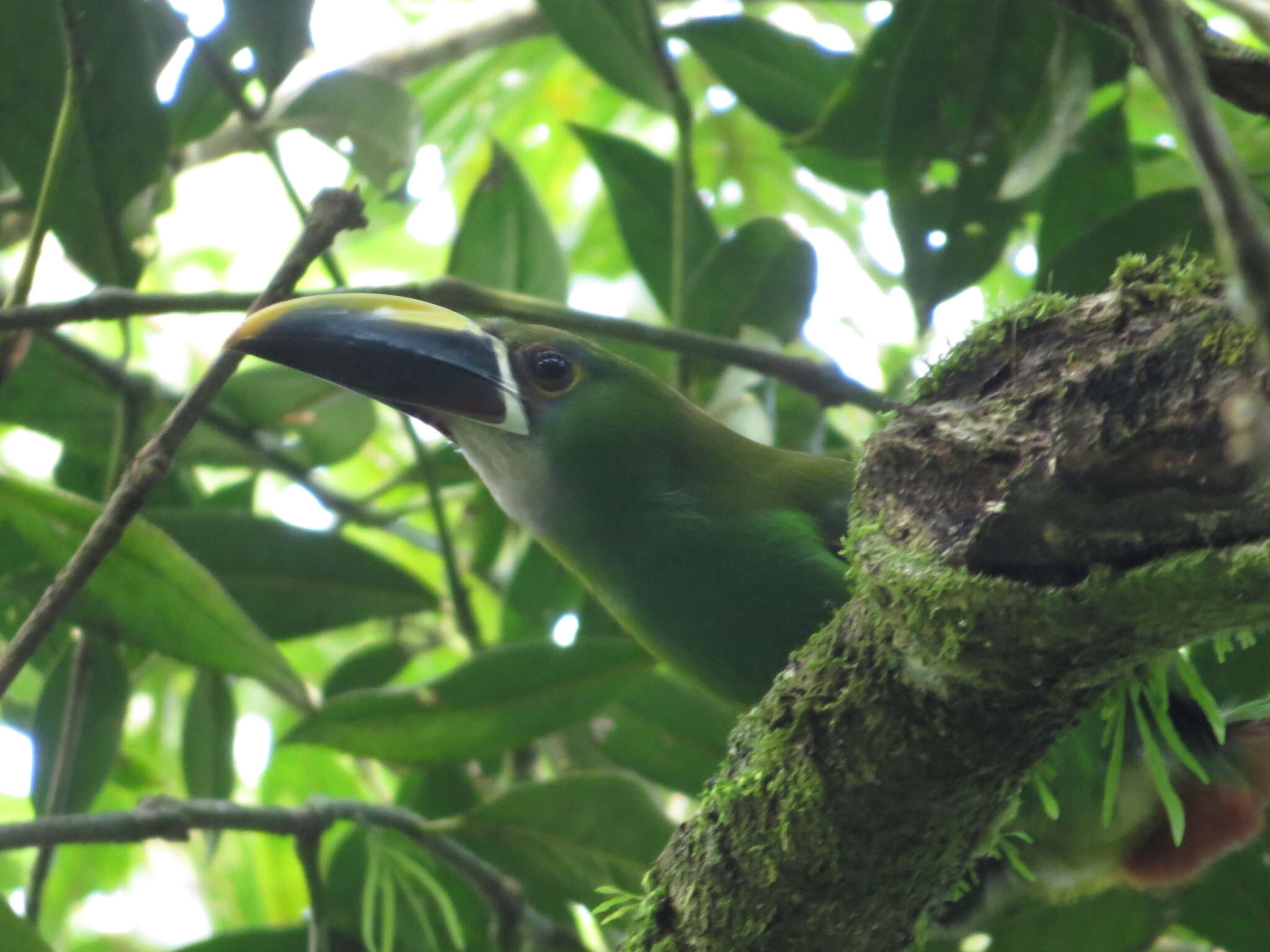 Aulacorhynchus albivitta (Boissonneau 1840)的圖片