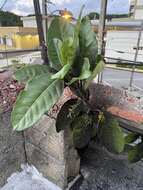 صورة Ficus trigonata L.