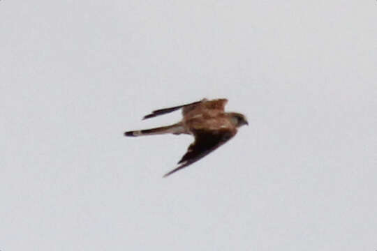 Image of Australian Kestrel