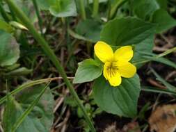 Image de Viola acutifolia (Kar. & Kir.) W. Beck.