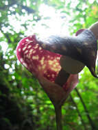 Image of Amorphophallus beccarii Engl.