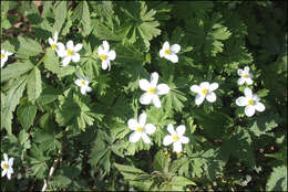 Sivun Anemone koraiensis Nakai kuva