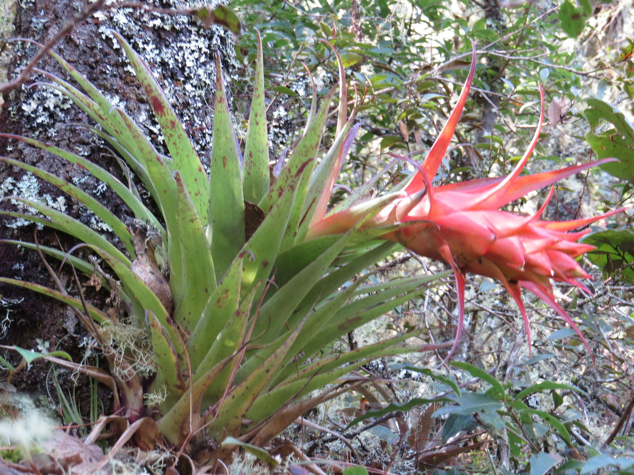 Image of Tillandsia sierrajuarezensis Matuda